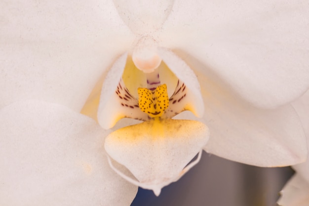 Beautiful white bloom with yellow pistil