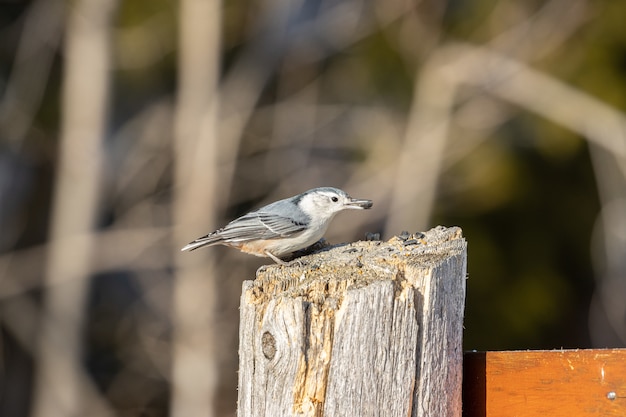 Beautiful white-breasted nuthatch bird resting on a wooden log