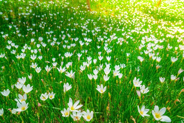녹색 잔디 배경에서 아름 다운 하얀 무리 꽃