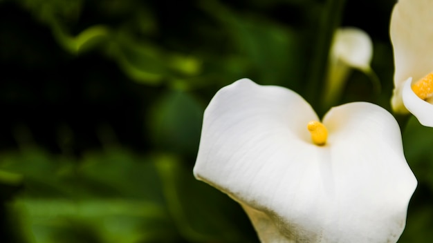 Beautiful white calla lilies