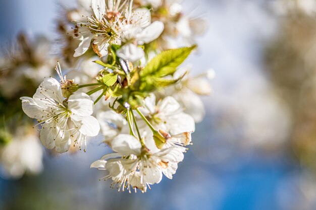 Beautiful white cherry blossoms on a blurred surface