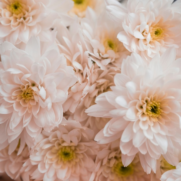 Beautiful white chrysanthemum as background