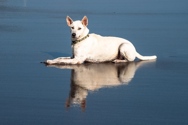 Beautiful white companion dog sitting down with its reflection in the water