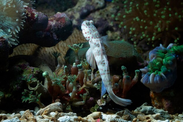Beautiful white coral gobby closeup Watchman Gobies fish closeup marine fish