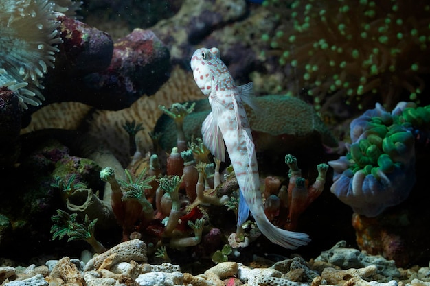 美しい白い珊瑚ハゼのクローズアップウォッチマンハゼの魚のクローズアップ海水魚