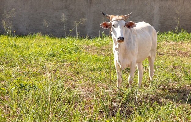 Beautiful white cow standing in the meadow