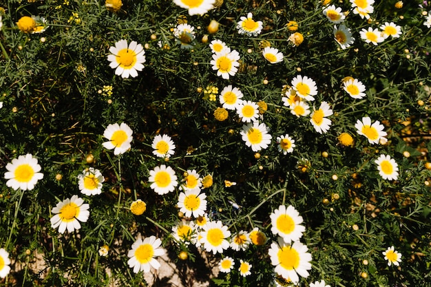 美しい白いデイジーの花が咲き誇る