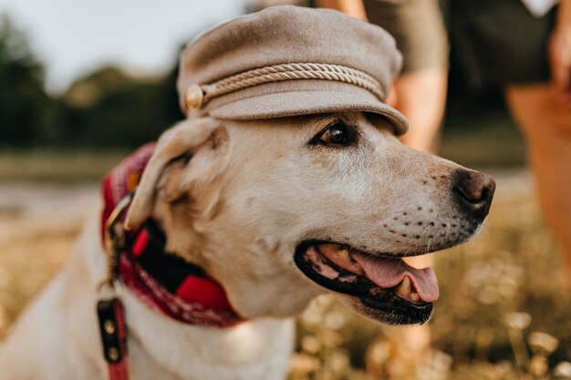 Beautiful white dog opens its mouth and poses in womens hat on background of grass.