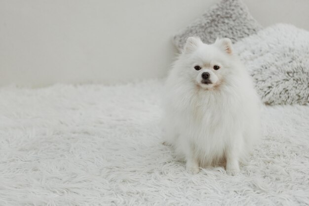 Bello cane bianco che si siede sullo spazio della copia del letto