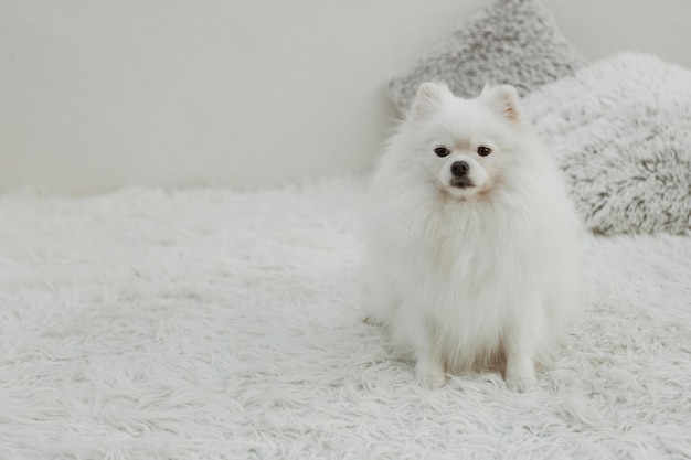 Красивая белая собака, сидящая на кровати с копией пространства