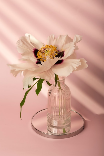 Beautiful white flower in vase spring wallpaper