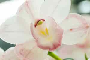 無料写真 黄色の雌しべと美しい白い花
