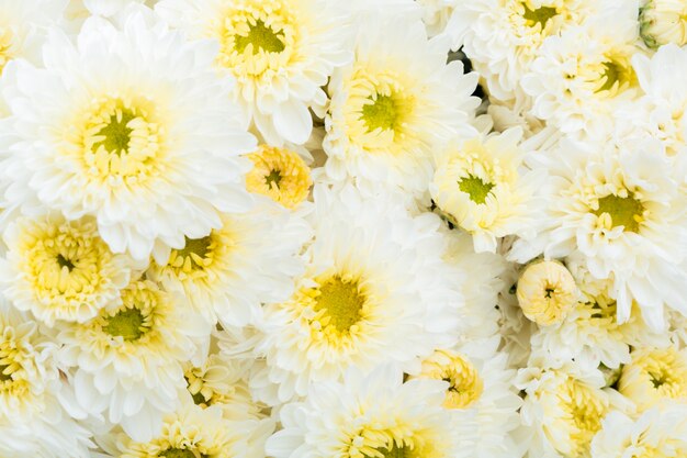 Beautiful white Flower