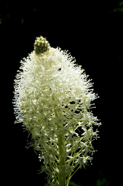 Beautiful white flower