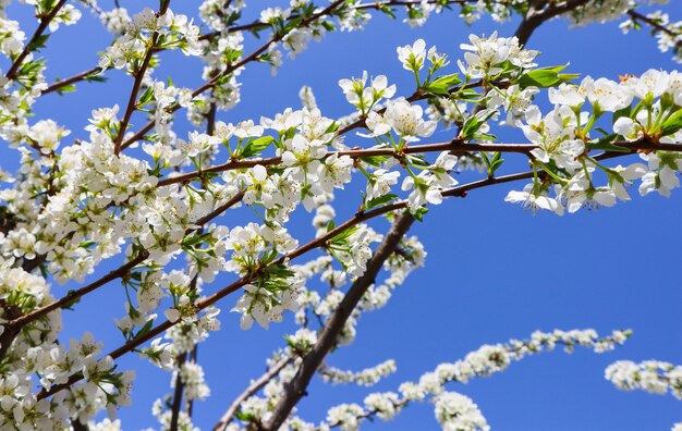 Beautiful white flowers of plum in spring against blue sky