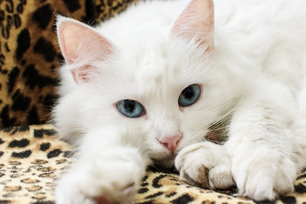 青い目をした美しい白いふわふわの猫がソファでリラックス プレミアム写真