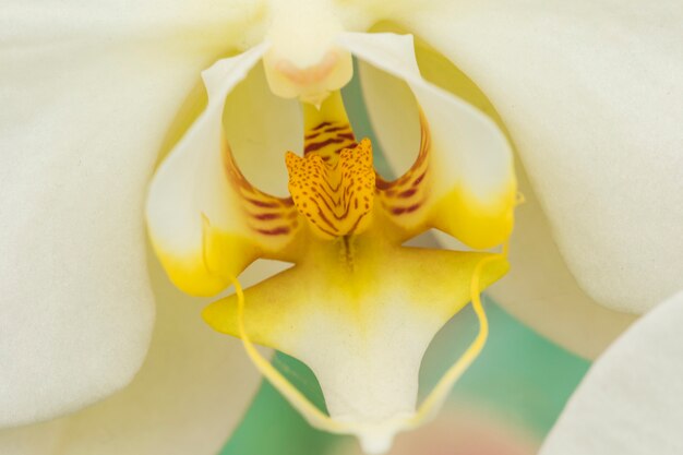 Beautiful white fresh flower with yellow pistil