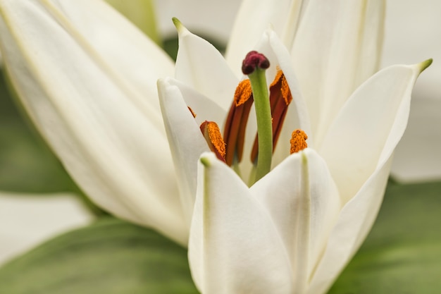 Beautiful white fresh flower