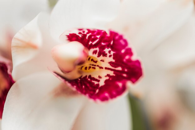 Красивая белая свежая орхидея
