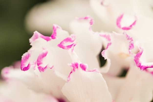 Beautiful white fresh petals