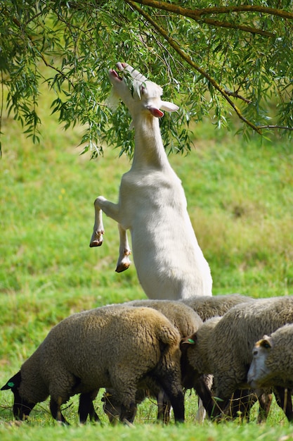 Красивый белый козел на пастбище