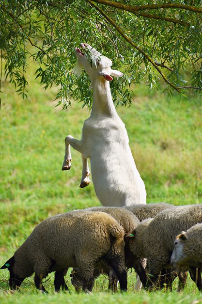 Beautiful white goat on pasture