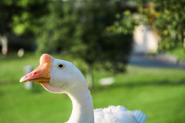 Free photo beautiful white goose