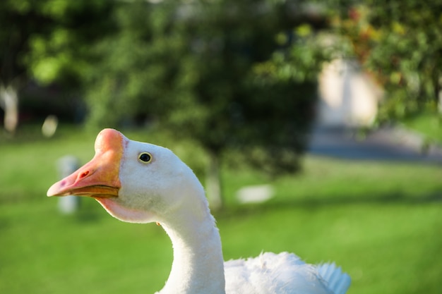 Beautiful White goose