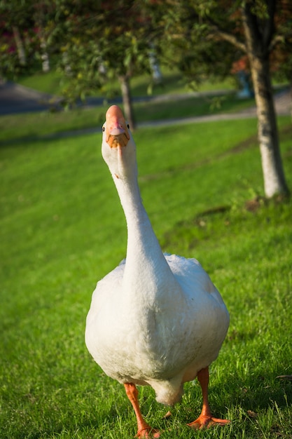 Free photo beautiful white goose