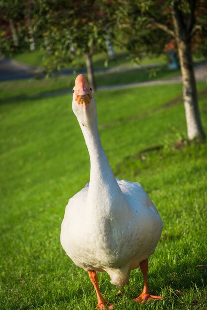 Beautiful White goose