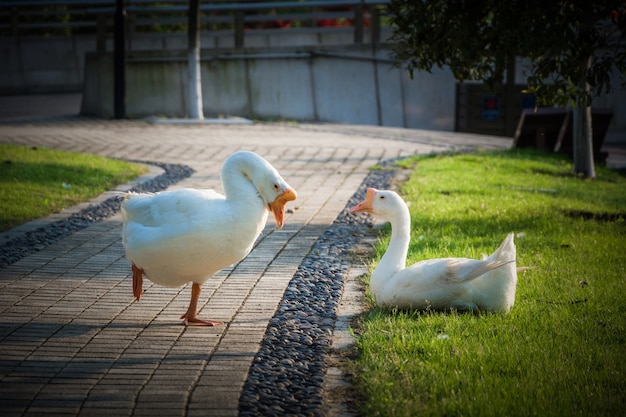 Beautiful White goose