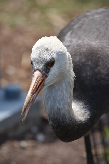 Beautiful White Hooded Crane and Long Orange Beak