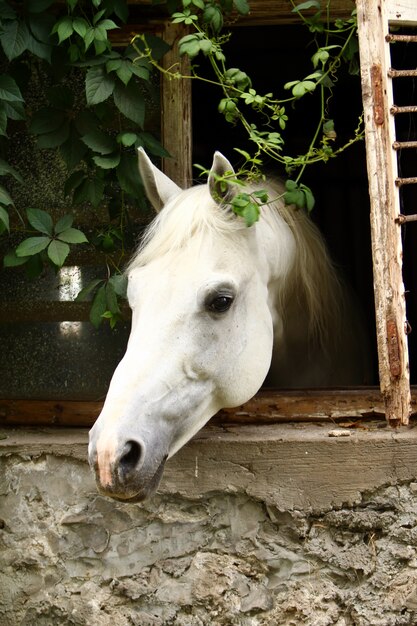 Beautiful white horse