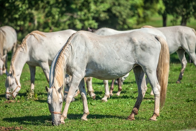 Beautiful white horses grazing in the Lipica, National park in Slovenia