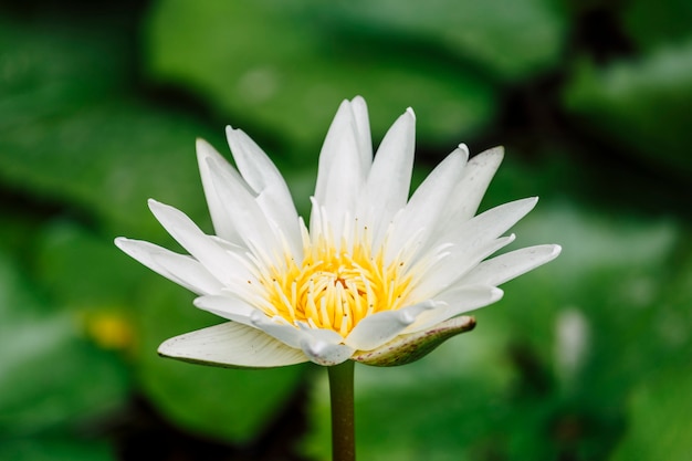beautiful white lotus in pool