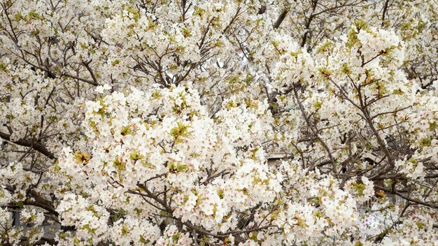 Beautiful white peach tree blossom