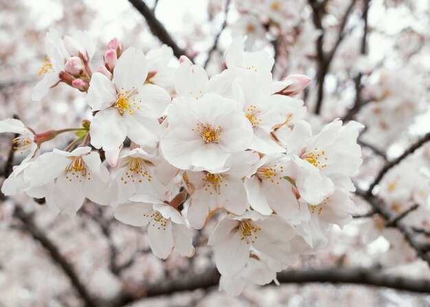 Beautiful white peach tree blossom