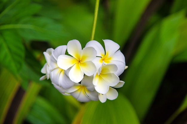 ハワイのプルメリアの葉花の花 無料の写真