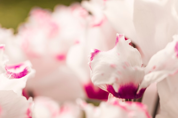 Beautiful white and purple fresh flowers