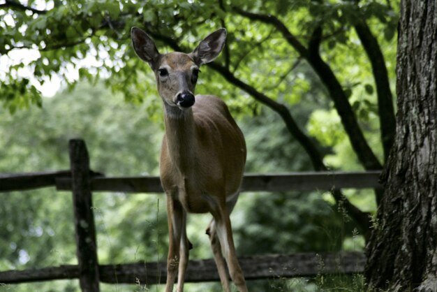 ペンシルベニア州で捕獲されたジャングルの真ん中にある美しい白いレール鹿