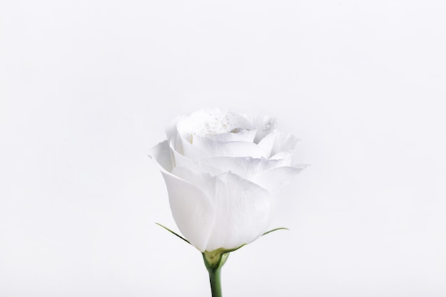 Free photo beautiful white rose isolated