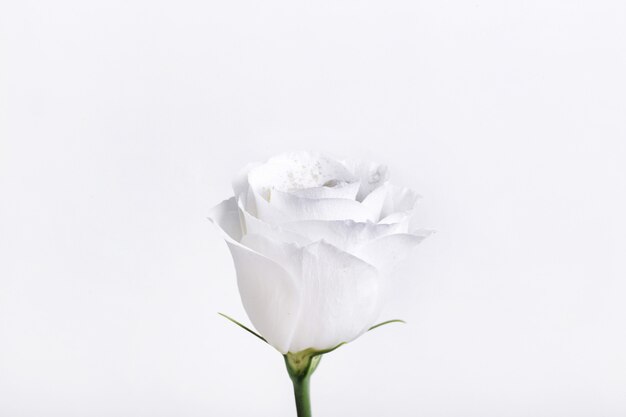 Beautiful white rose isolated