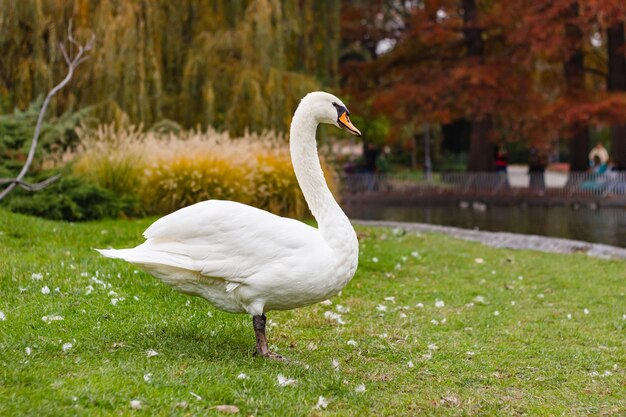 Beautiful white swan standing on a grassy ground near a public park pond