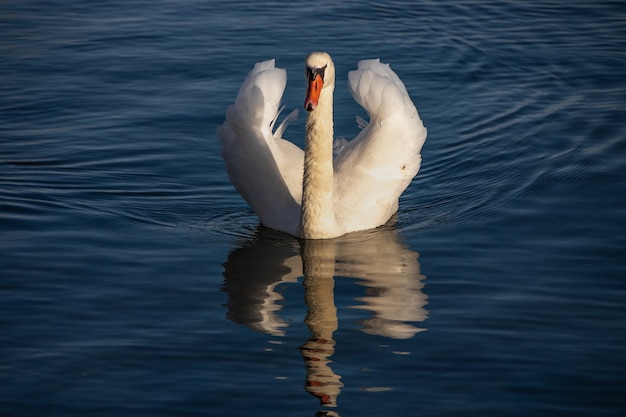 Beautiful white swan swimming peacefully on the water