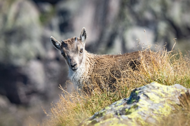 Beautiful white-tailed goat standing in the hills