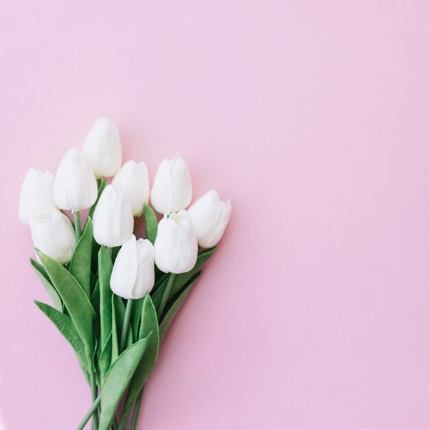 beautiful white tulips bouquet on pink background