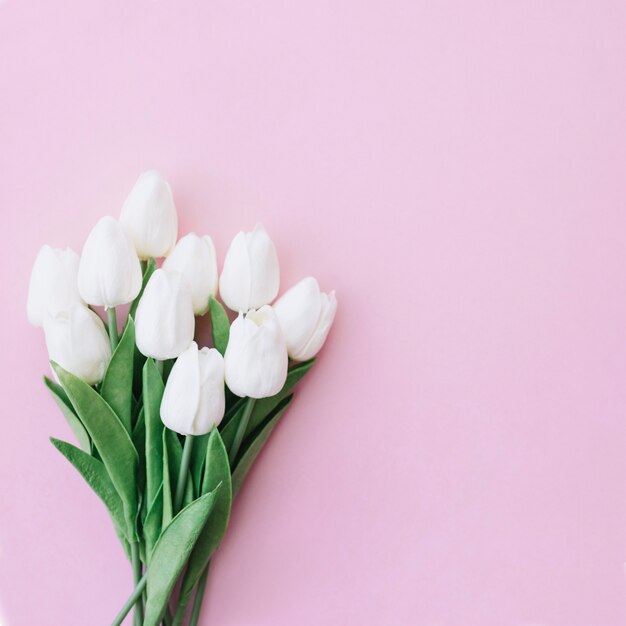 분홍색 배경에 아름 다운 흰 튤립 꽃다발
