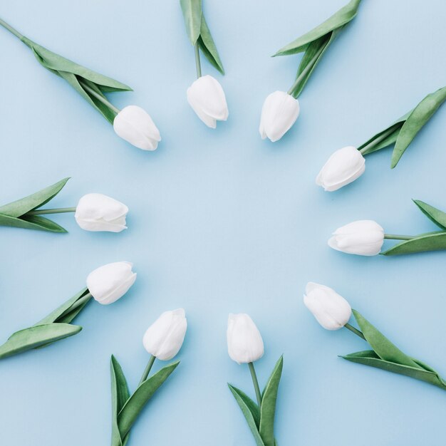 beautiful white tulips placed in a circle on blue background with copy space in the center