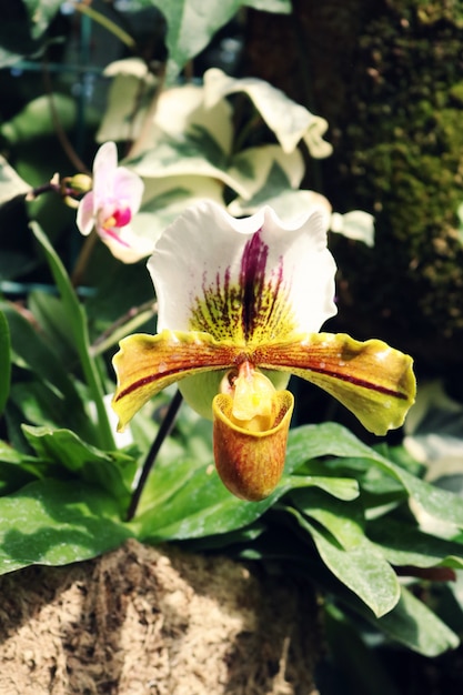 Foto gratuita bellissima orchidea bianca e gialla