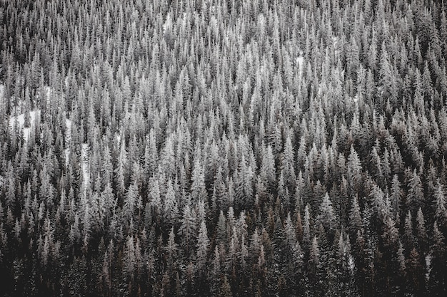 Beautiful wide shot of a pile of spruces